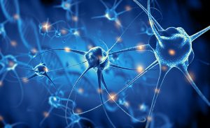 🧠 Лекция: Нервната система и нейното значение в козметологията