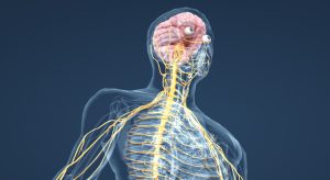 🧠 Лекция: Нервната система и нейното значение в козметологията