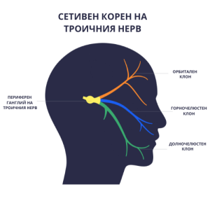 🧠 Лекция: Нервната система и нейното значение в козметологията