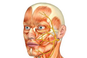 🧠 Лекция: Нервната система и нейното значение в козметологията